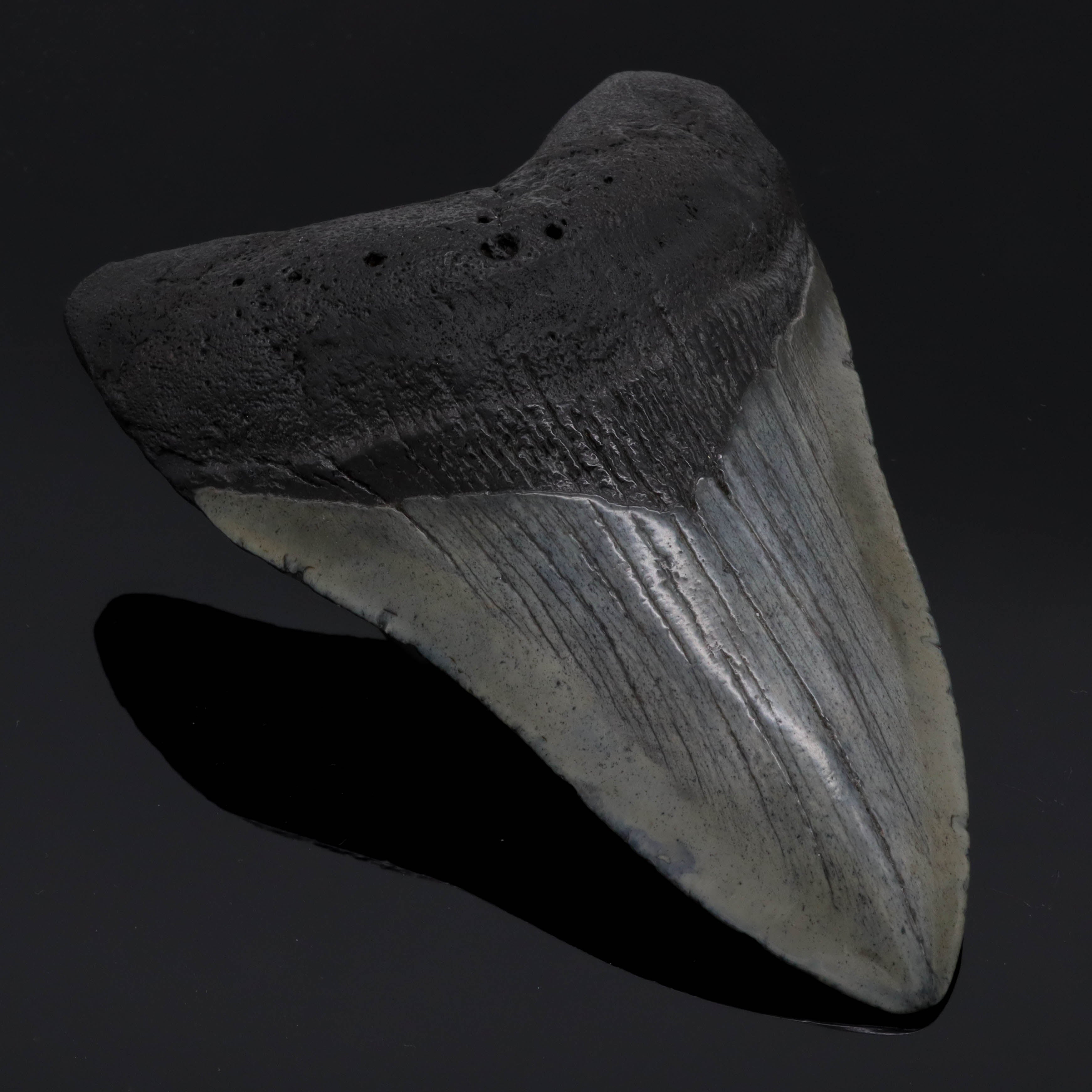 Megalodon Zähne
