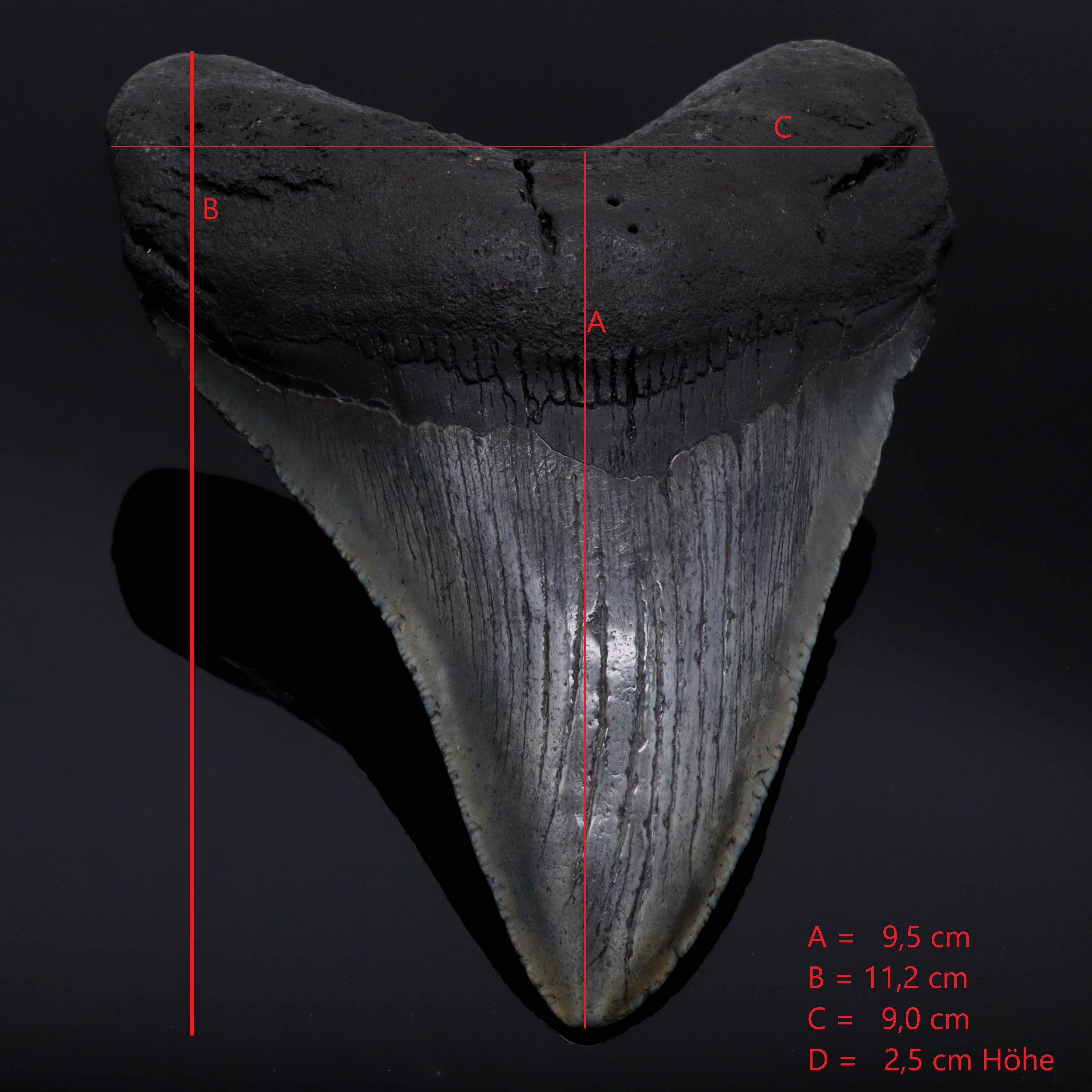 Megalodon Zähne