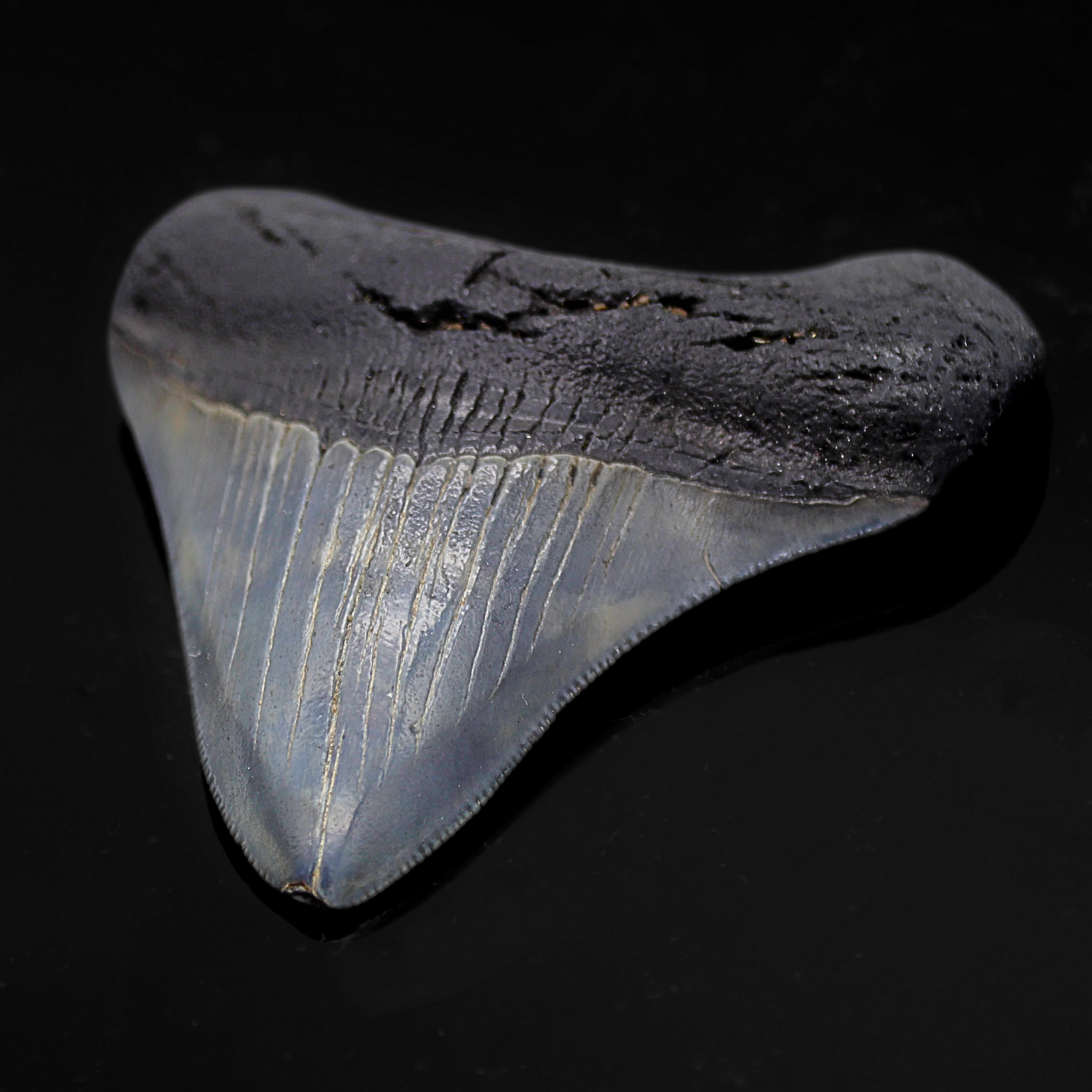Megalodon Zähne
