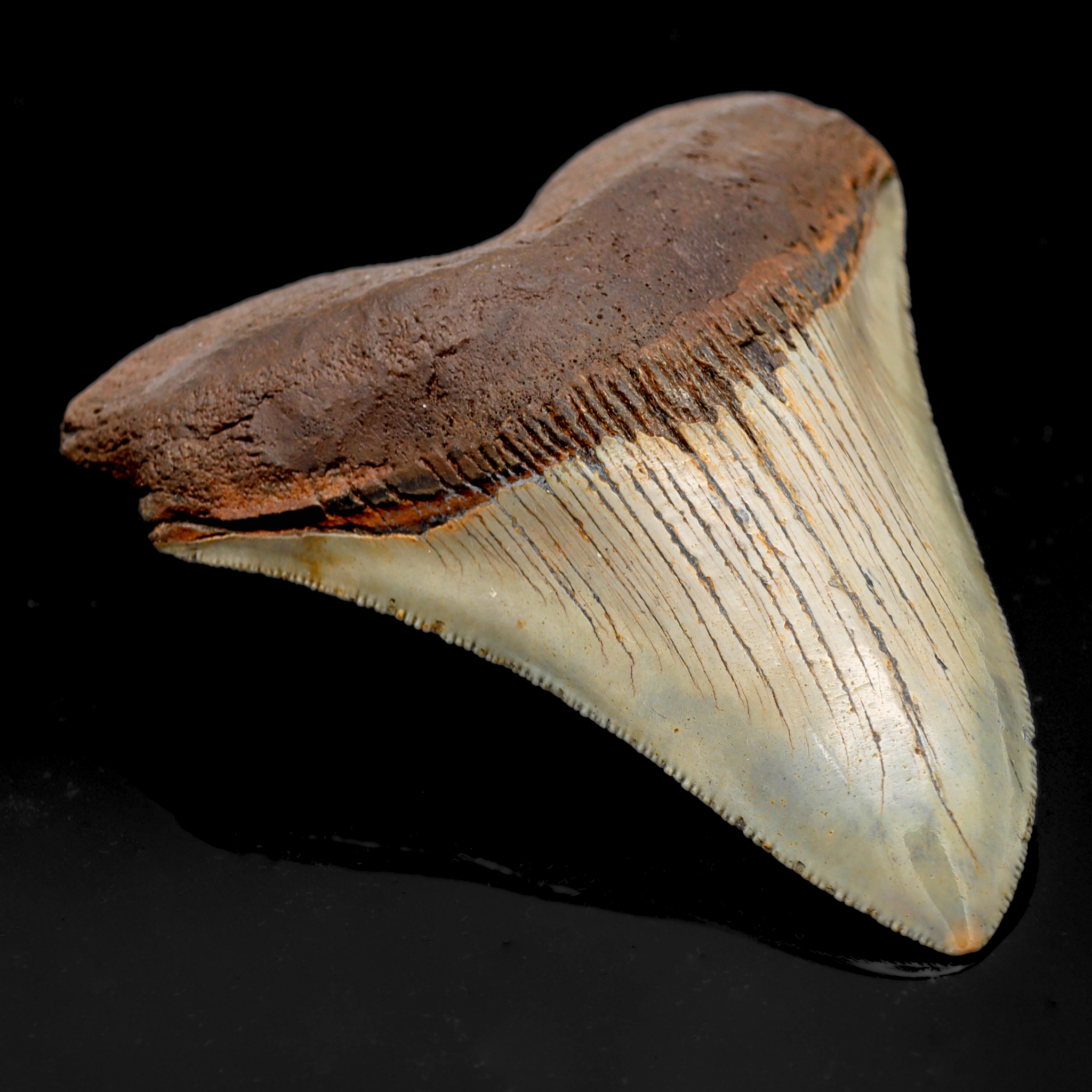 Megalodon Zähne