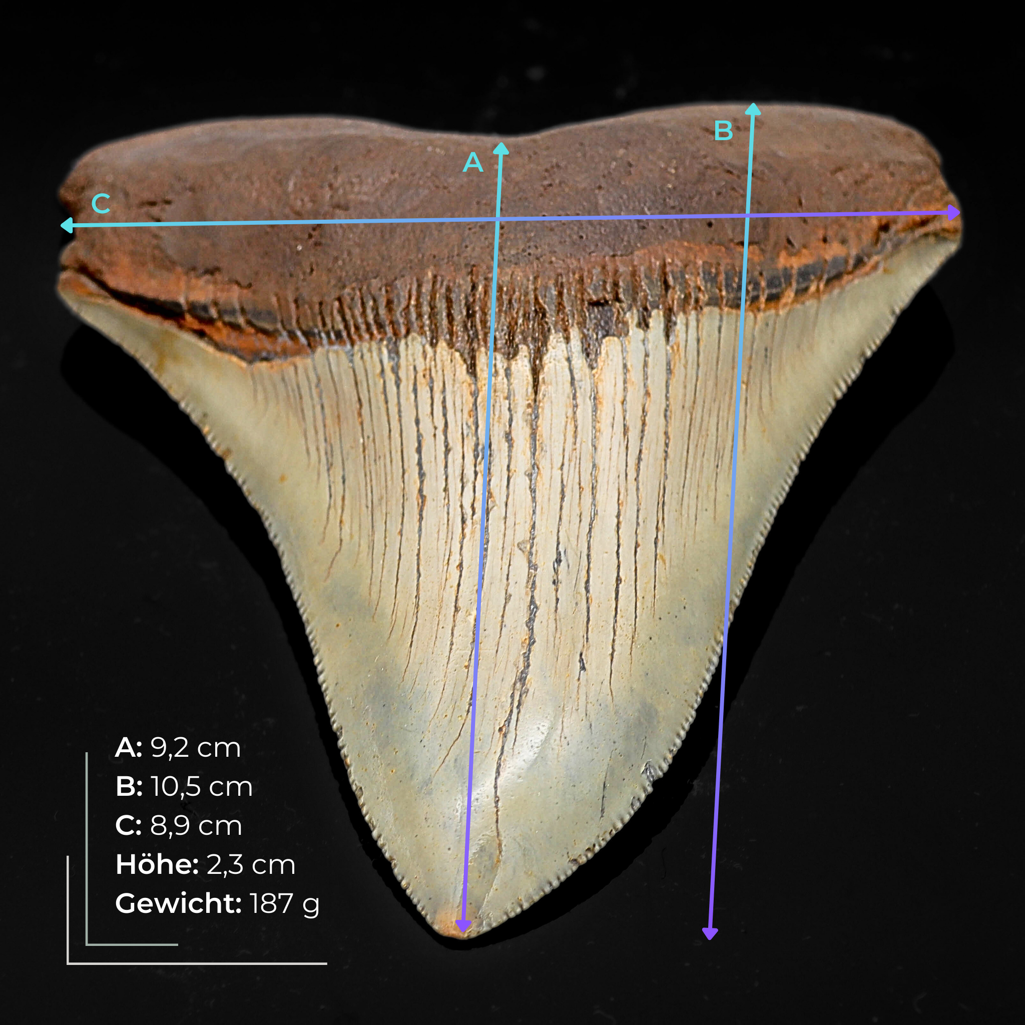 Megalodon Zähne