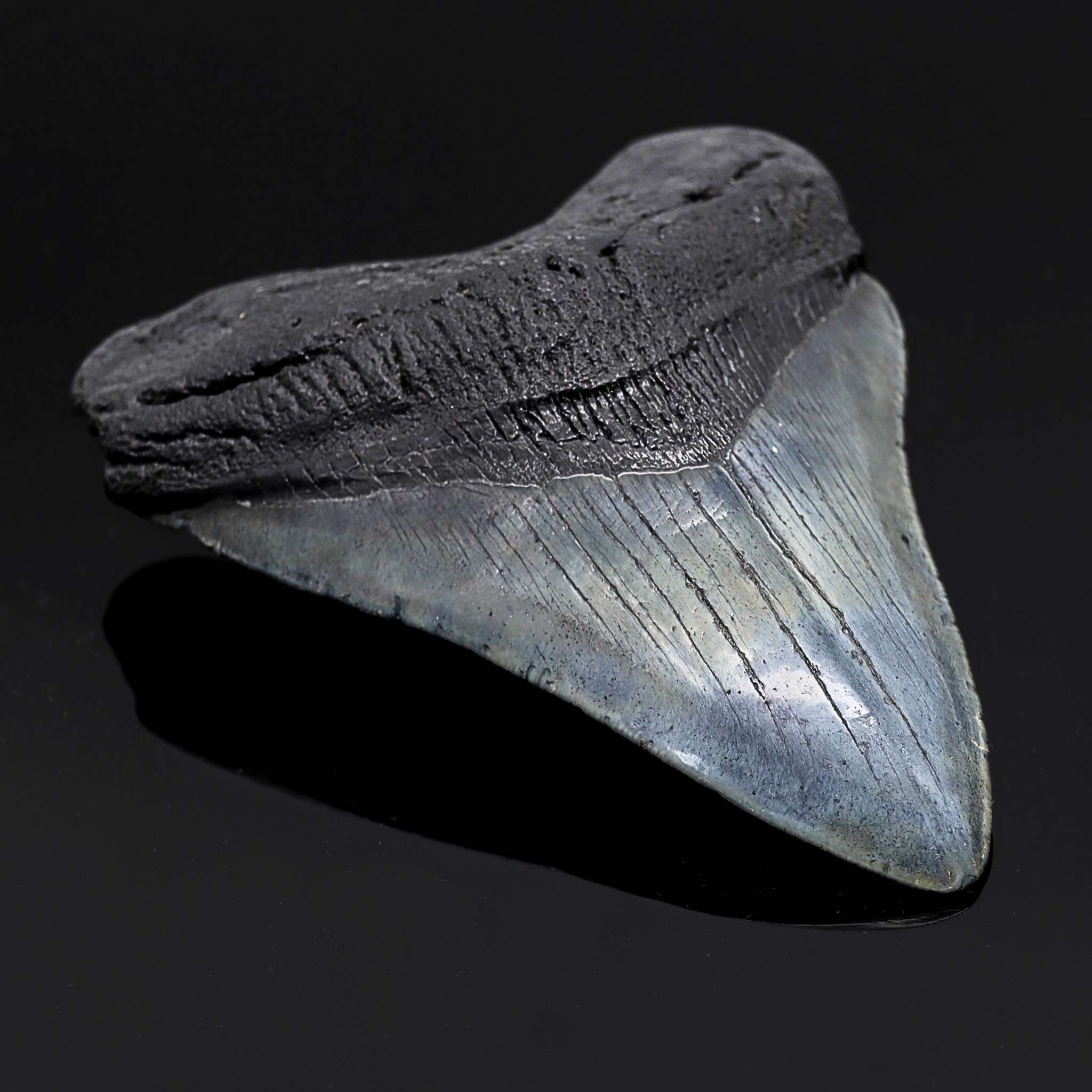 Megalodon Zähne