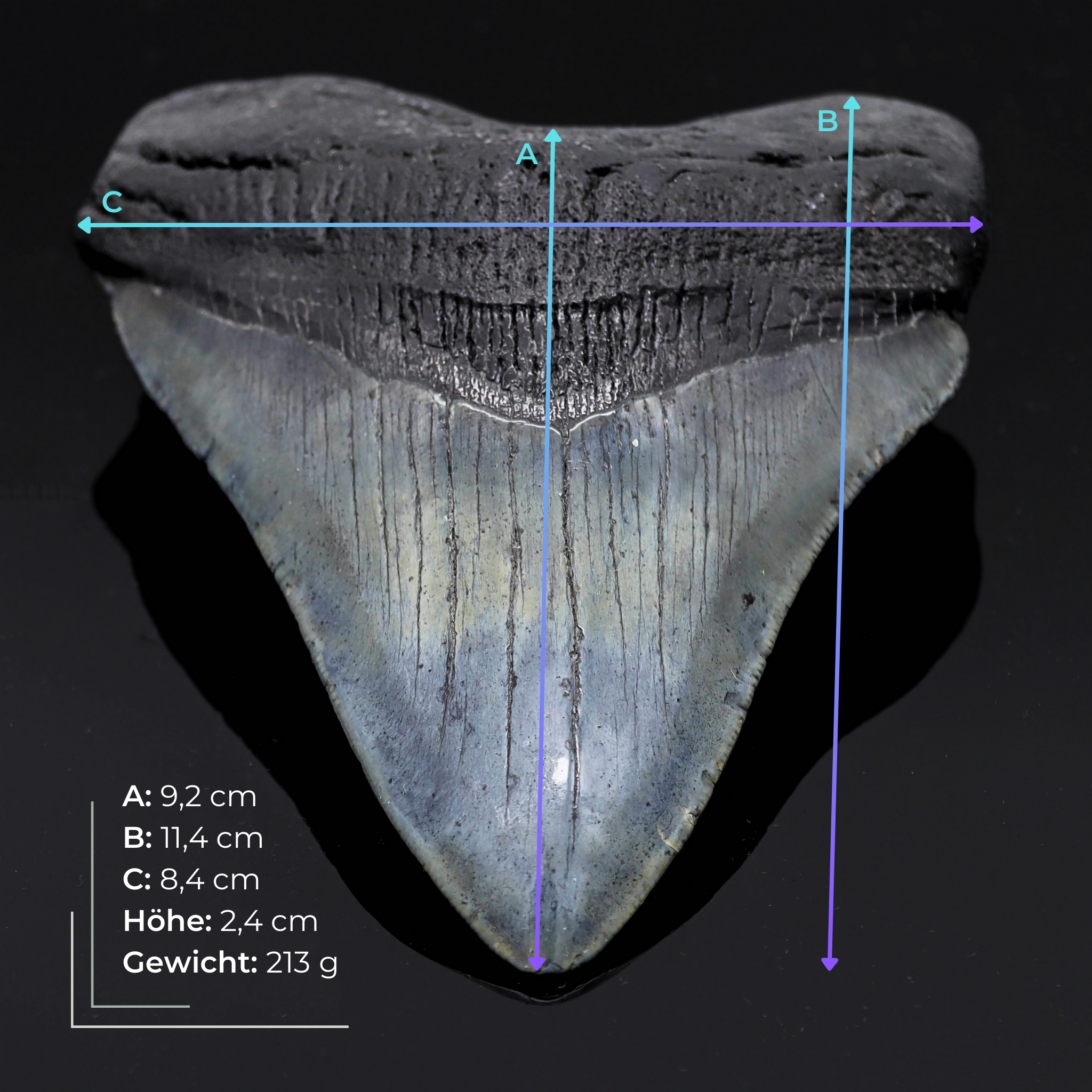 Megalodon Zähne