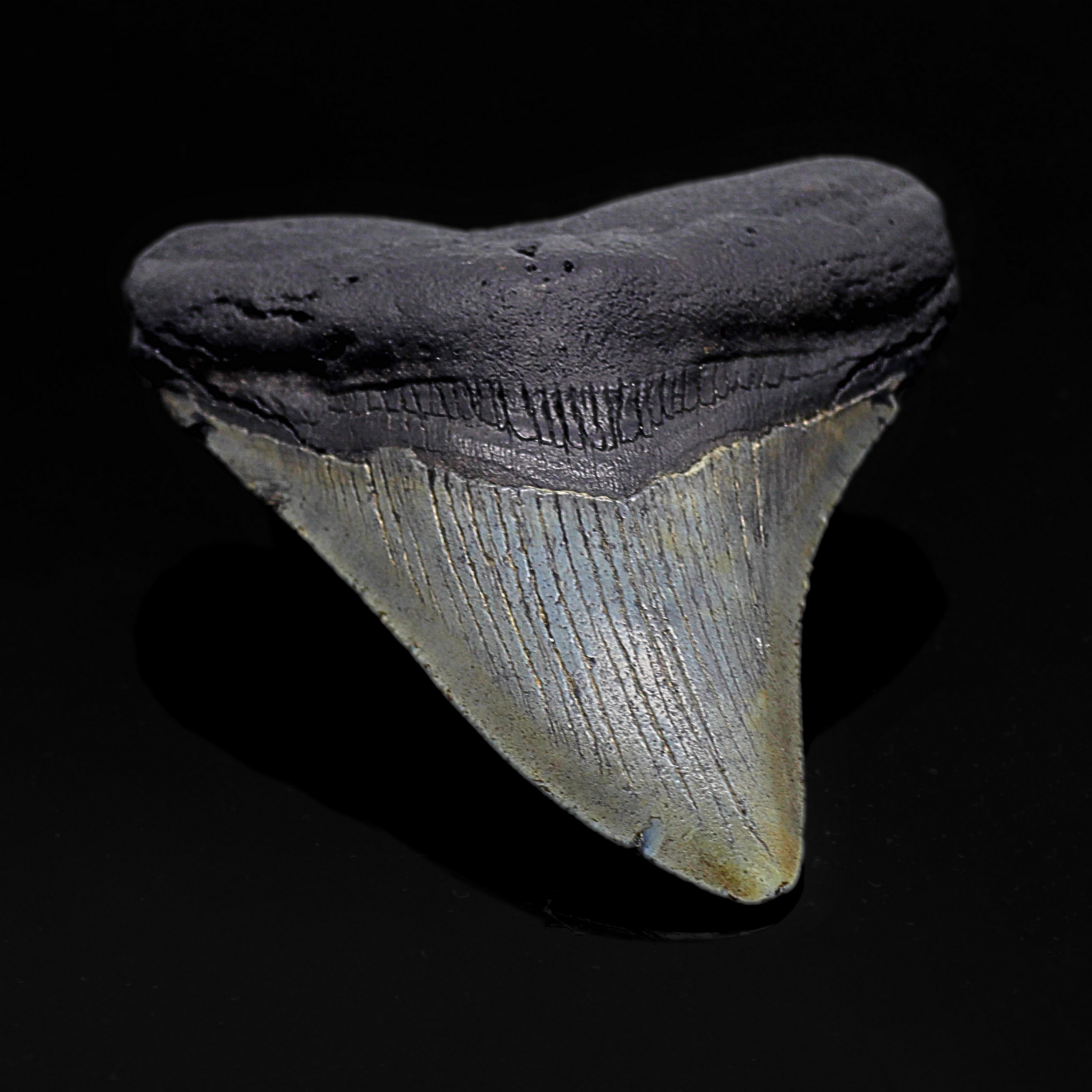 Megalodon Zahn versteinert #10 (8,8cm, 96g)