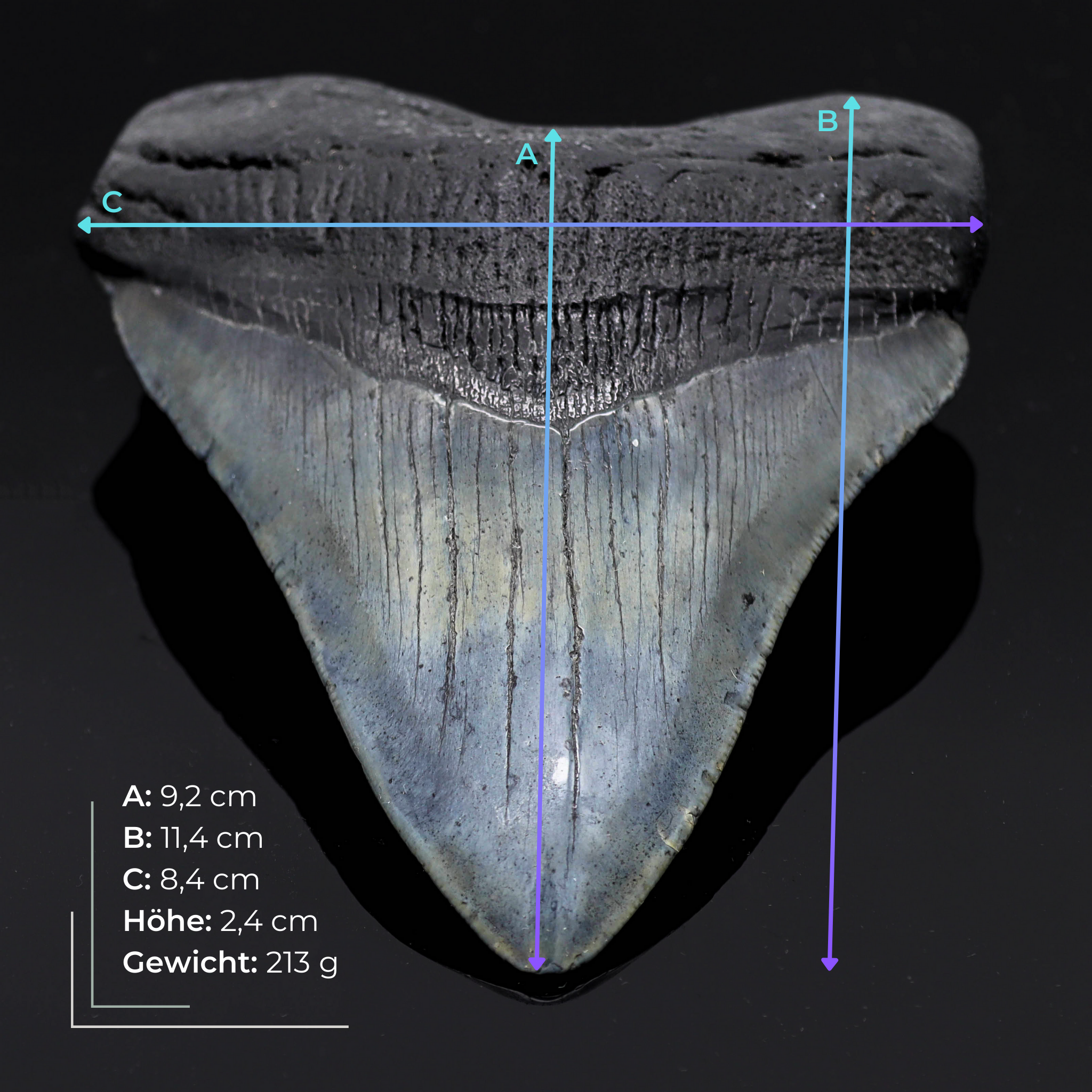 Megalodon Zahn versteinert #9 (11,4cm, 213g)
