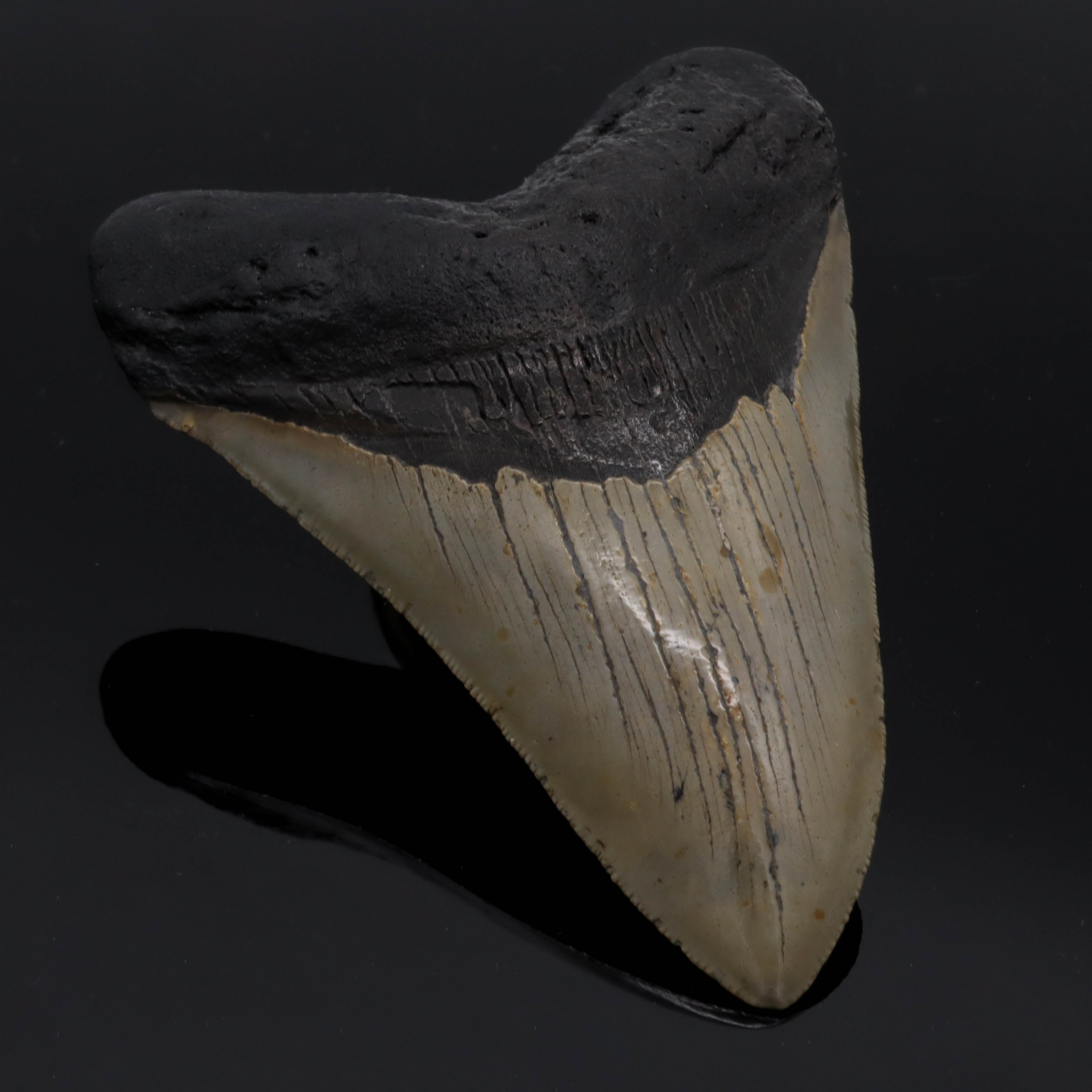 Megalodon Zahn versteinert 11,5cm 170g #3
